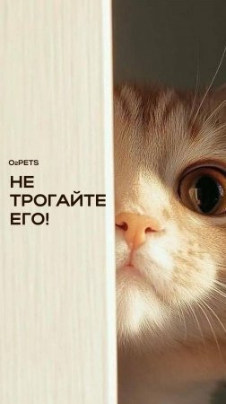Не трогайте его