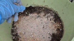 Как подготовить огородную землю для посадки рассады?