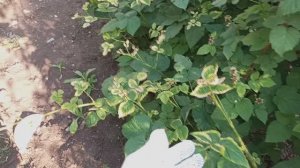 пожелтели листья на кустах - решение проблемы.