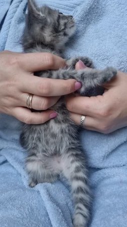 Котенок лапочка