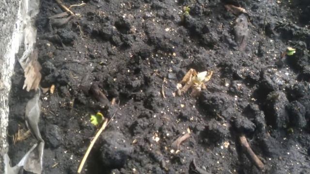 Помидоры на окне и балконе. 2022, май. Эпизод 1 смотреть онлайн