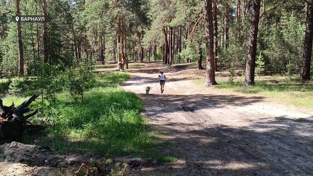 Любительские соревнования "Каникросс" прошли в Барнауле