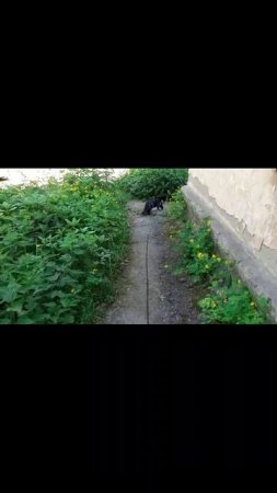 Котята Мишка и Тишка.