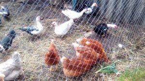 Природа/Курицы и индоутки