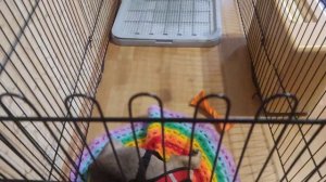 Французский бульдог Пуся. Вольер нужен! Часть 9