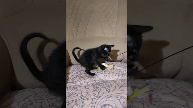Ориентальные котята, девочка