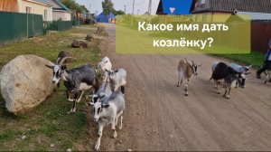 Заехали на дачу)) Как назвать козлёнка?