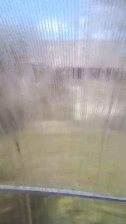 +52°С! Ошибся и забыл открыть теплицу в жару - погибло все что посадила жена.