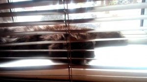 Котенок Барсик нежится на солнце