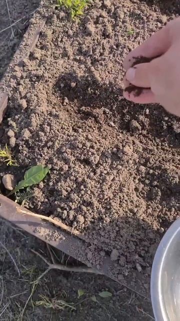 При посеве моркови и свёклы я люблю использовать кофе? смотреть онлайн