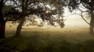 Тарохоро Чародоро Ярга Драго Весе