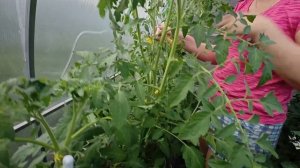 Вечернее посещение теплицы..Настройка капельного полива..