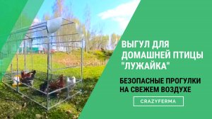 🐔🌿 Обзор идеального выгула для домашней птицы!