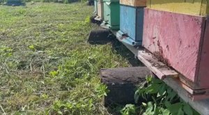 Когда в улье все в порядке. Ориентировочный облет молодой пчелы в период кормления личинок.