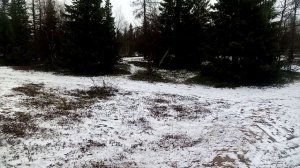 С первым летним снегом