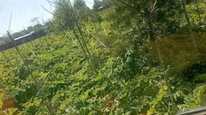 мульчирование заросшего участка мульчером скаут GCH-180