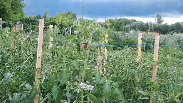 К нам пришла гроза. Огурчики собираем. Перец ожил.