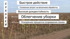Осенняя обработка подсолнечника
