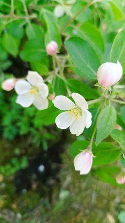 Сибирская весна 🌱🌸🌷💮