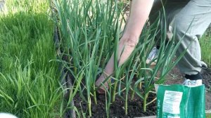 Самая важная подкормка чеснока в июне. Вовремя подкормили, получили хороший урожай.