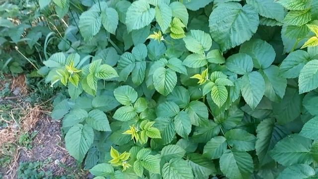 СІЛЬСЬКЕ ЖИТТЯ///ВИСАДЖУЮ ТОМАТ СЛОВ'ЯНСЬКИЙ ШЕДЕВР///Р смотреть онлайн