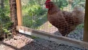 Вы когда-нибудь слышали, как ругаются куры? А видели кошку, пытающуюся удрать в кусты?