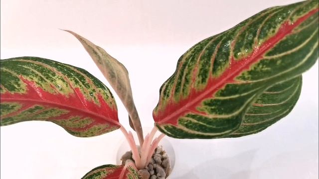 Панама ред.mp4 смотреть онлайн