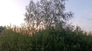 Птицы провожают солнышко.