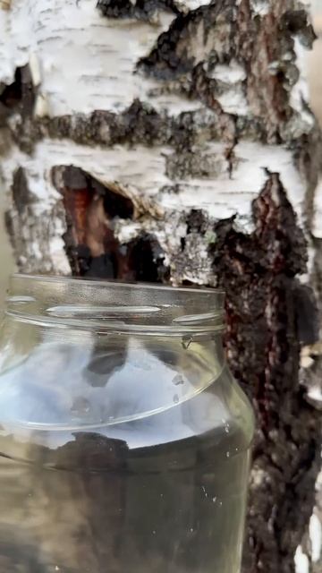 Березовый сок в 2025 🫶 #дом #свойдом #березовыйсок смотреть онлайн