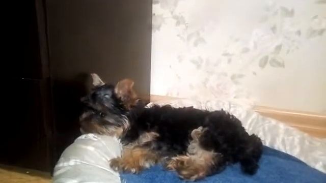 Микки с нами уже месяц! Что нового произошло в жизни йорка. смотреть онлайн