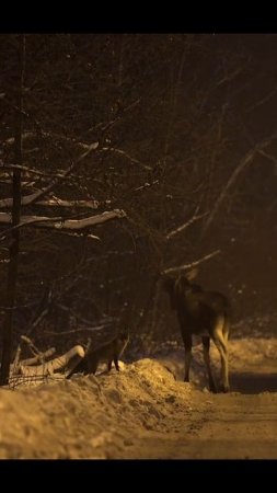Лось и лисица. Moose and fox. #wildlife #shorts