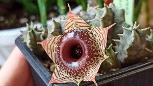 Гуэрния зебрина (Huernia zebrina): цветение