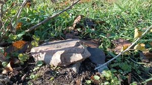 Когда можно прикопать крыжовник для размножения