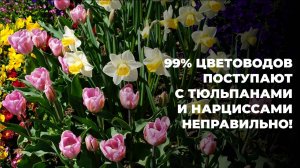 Ваша клумба будет взрывом цвета. ТОП-лайфхаки для тюльпанов и нарциссов после цветения.