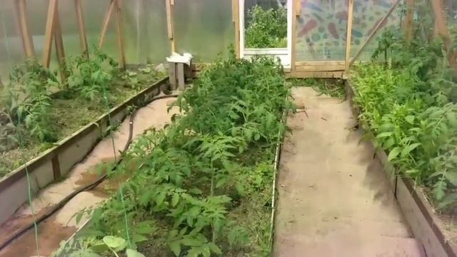 70 томатов и одна капля: размышления о капельном поливе в теплице