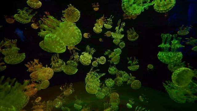 🌌 Неоновые медузы / Neon Jellyfish – Эстетика, медитация, фо?