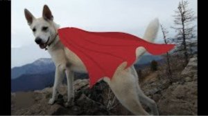 Самая лучшая охотничья Лайка