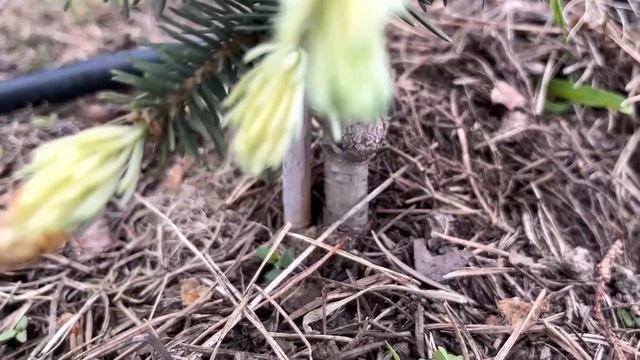 Мои ХВОЙНЫЕ РАСТЕНИЯ в мае: 20 сортов | Как хвойные пере? смотреть онлайн