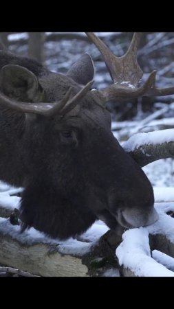 Лось. Moose. #wildlife #shorts