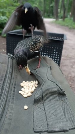 О птичках