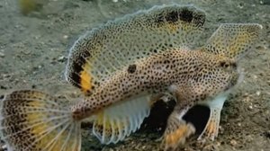 2-4+   Локомоции организмов Орангутан Рыба-бабочка  Змеи Кенгуру