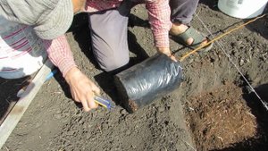 Как посадить саженец азимины.