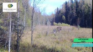 Национальный парк «Койгородский» делится кадрами фотоловушки