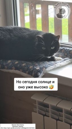 задача от кота-босса