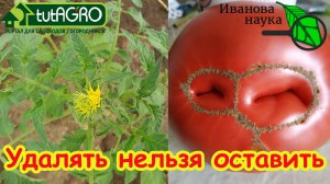 МАХРОВЫЕ ЦВЕТКИ У ТОМАТА: причины возникновения и порядок действий. Махровые цветки → корявые плоды