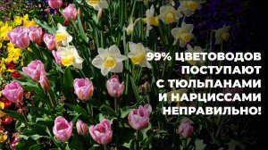 Ваша клумба будет взрывом цвета. ТОП-лайфхаки для тюльпанов и нарциссов после цветения.