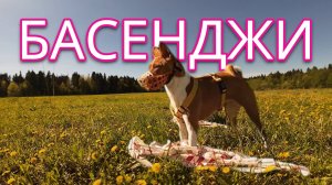 БАСЕНДЖИ МЕЛОДИЯ ЛЮБВИ - ЛЕТЯЩЕЙ ПОХОДКОЙ FPV
