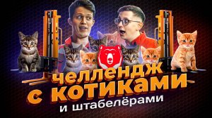 😎Челлендж с котиками и штабелерами SIBLINE
🙏Приют для кошек «Дом Оззи»