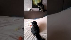 Новые игрушки, прекрасный солнечный весенний день, но не рады им котенок Барсик и кошка Ксюша..