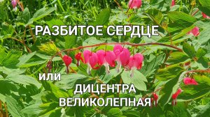 Разбитое сердце такое необычное название у этого растения.
